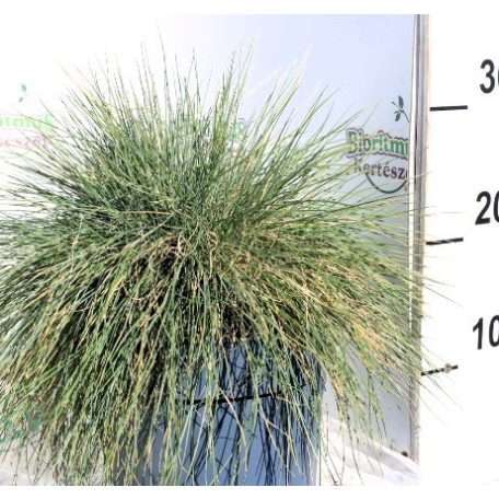 Kék csenkesz Festucia Glauca Intense Blue P20