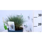 Kék csenkesz Festucia Glauca Intense Blue P20