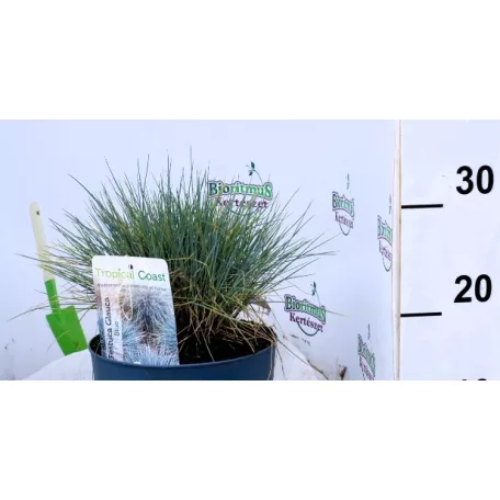 Kék csenkesz Festucia Glauca Intense Blue P20