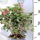 Fukszia Fuchsia Hybride P14