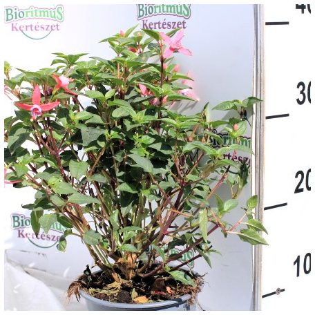 Fukszia Fuchsia Hybride P14