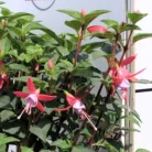 Fukszia Fuchsia Hybride P14