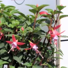 Fukszia Fuchsia Hybride P14