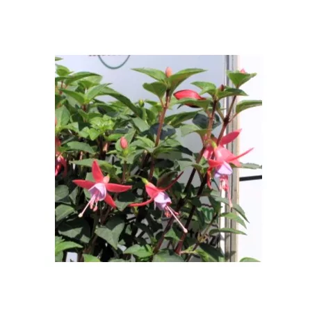 Fukszia Fuchsia Hybride P14