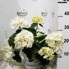 Hortenzia Hortensia P17