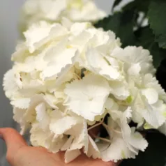 Hortenzia Hortensia P17