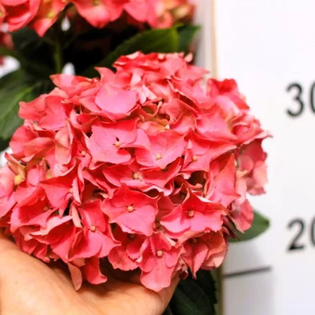 Hortenzia Hortensia P17