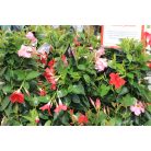 Tölcsérjázmin három színű Dipladenia Mandeville Fusion Tricolor B