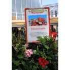 Tölcsérjázmin három színű Dipladenia Mandeville Fusion Tricolor B