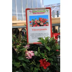   Tölcsérjázmin három színű Dipladenia Mandeville Fusion Tricolor B