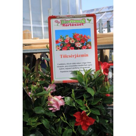 Tölcsérjázmin három színű Dipladenia Mandeville Fusion Tricolor B