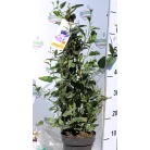 Korallborsó lila Hardenbergia Violacea P17