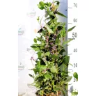 Korallborsó lila Hardenbergia Violacea P17