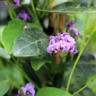 Korallborsó lila Hardenbergia Violacea P17