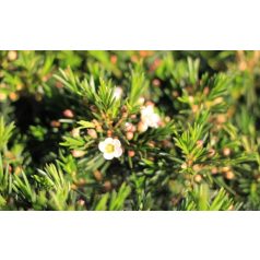 Viaszvirág (Wax virág) Chamelaucium (Wax Flower) P17