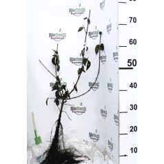 Húsos som Cornus mas Szabadgyökerű