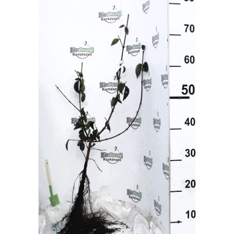Húsos som Cornus mas Szabadgyökerű