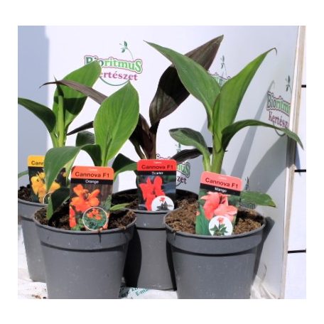 Kána mix Canna cannova in varieties mixtray P13