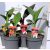 Kána mix Canna cannova in varieties mixtray P13