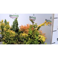 Tűlevelű mix Coniferen Essentials in varieties P10,5