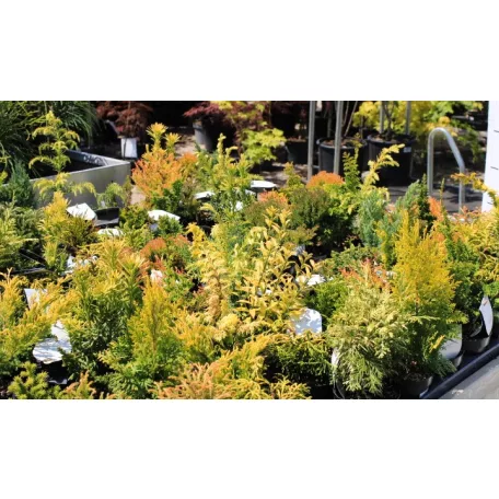 Tűlevelű mix Coniferen Essentials in varieties P10,5