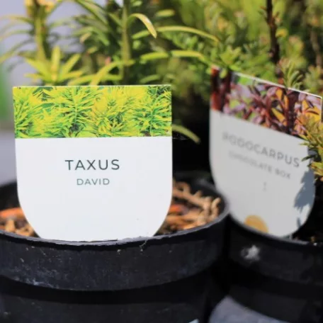 Tűlevelű mix Coniferen Essentials in varieties P10,5