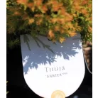 Tűlevelű mix Coniferen Essentials in varieties P10,5