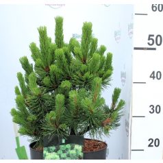 Havasi törpefenyő Pinus mugo Mumpitz P26