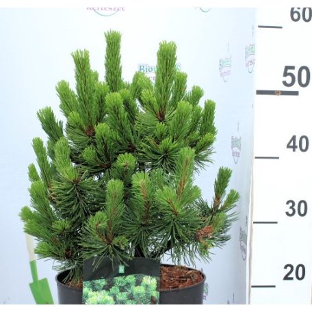 Havasi törpefenyő Pinus mugo Mumpitz P26