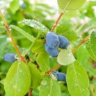 Kamcsatkai mézbogyó Lonicera Kamtschatica P15