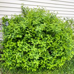 Kamcsatkai mézbogyó Lonicera Kamtschatica P15