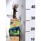 Kamcsatkai mézbogyó Lonicera Kamtschatica P15