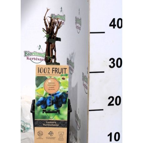 Kamcsatkai mézbogyó Lonicera Kamtschatica P15