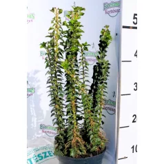   Álló borostyán (Oszlopos borostyán) Hedera helix Erecta P17