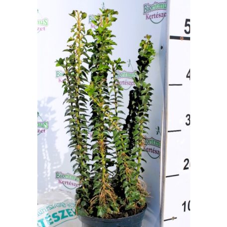 Álló borostyán (Oszlopos borostyán) Hedera helix Erecta P17