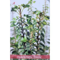   Álló borostyán (Oszlopos borostyán) Hedera helix Erecta P17