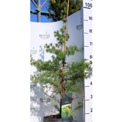 Japán vörösfenyő Larix kaempferi P23