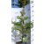 Japán vörösfenyő Larix kaempferi P23