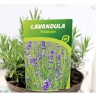 Levendula, Angol levendula (sötétkék) Lavandula ang. Hidcote P17