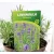 Levendula, Angol levendula (sötétkék) Lavandula ang. Hidcote P17