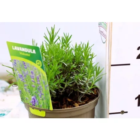 Levendula, Angol levendula (sötétkék) Lavandula ang. Hidcote P17
