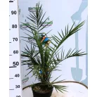 Kanári főnixapálma (Kanári datolyapálma) Phoenix canariensis P21