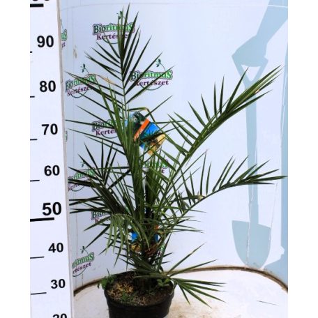 Kanári főnixapálma (Kanári datolyapálma) Phoenix canariensis P21
