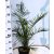 Kanári főnixapálma (Kanári datolyapálma) Phoenix canariensis P21