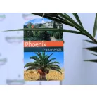 Kanári főnixapálma (Kanári datolyapálma) Phoenix canariensis P21