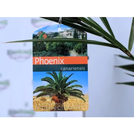 Kanári főnixapálma (Kanári datolyapálma) Phoenix canariensis P21