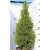 Cukorsüvegfenyő Picea glauca Perfecta P26