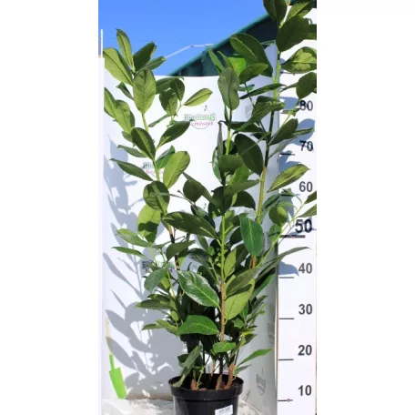 Babérmeggy Prunus laurocerasus Rotundifolia P19