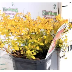   Japán gyöngyvessző törpe arany Spiraea Golden Princess P17