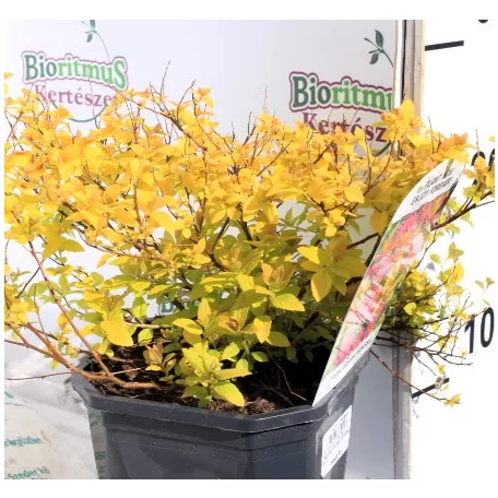 Japán gyöngyvessző törpe arany Spiraea Golden Princess P17